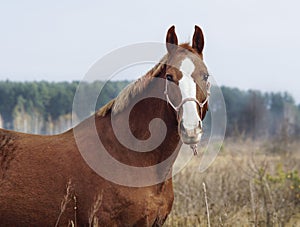 Horse with a white blaze on his head is standing on background of the autumn forest