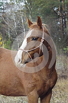 Horse with a white blaze on his head is standing on background of the autumn forest