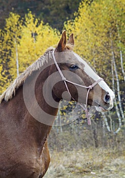 Horse with a white blaze on his head is standing on background of the autumn forest