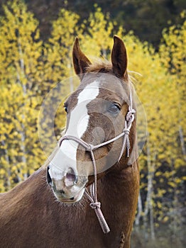 Horse with a white blaze on his head is standing on background of the autumn forest