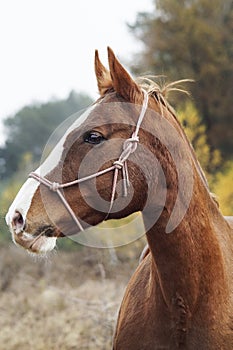 Horse with a white blaze on his head is standing on background of the autumn forest