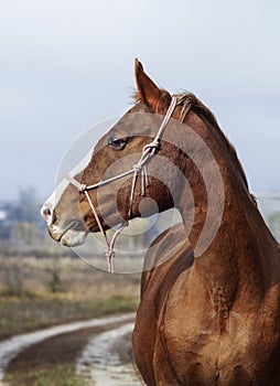 Horse with a white blaze on his head is standing on background of the autumn forest