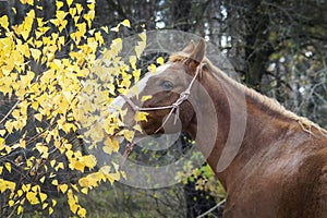 Horse with a white blaze on his head is standing on background of the autumn forest