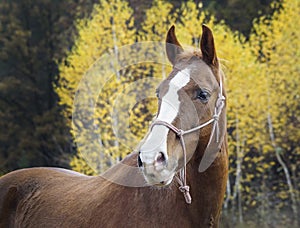 Horse with a white blaze on his head is standing on background of the autumn forest