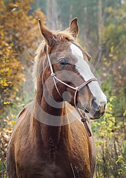 Horse with a white blaze on his head is standing on background of the autumn forest