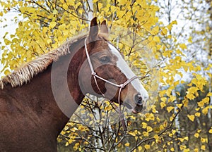 Horse with a white blaze on his head is standing on background of the autumn forest