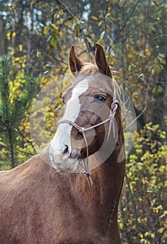 Horse with a white blaze on his head is standing on background of the autumn forest