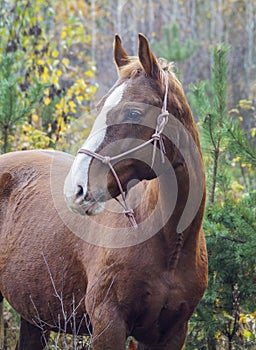 Horse with a white blaze on his head is standing on background of the autumn forest