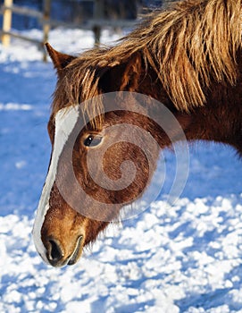 Horse with a white blaze on his head is standing on background of the winter forest