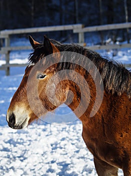 Horse with a white blaze on his head is standing on background of the winter forest