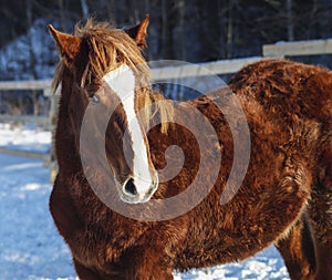 Horse with a white blaze on his head is standing on background of the winter forest