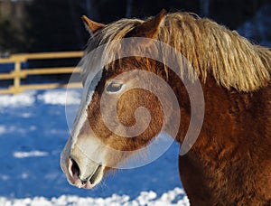 Horse with a white blaze on his head is standing on background of the winter forest