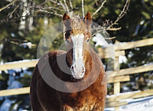 Horse with a white blaze on his head is standing on background of the winter forest