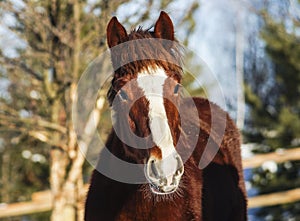 Horse with a white blaze on his head is standing on background of the winter forest