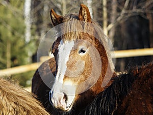 Horse with a white blaze on his head is standing on background of the winter forest