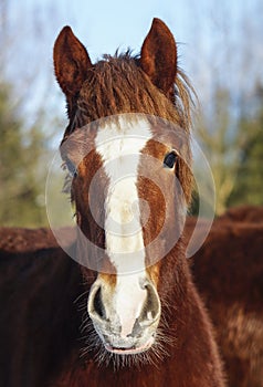 Horse with a white blaze on his head is standing on background of the winter forest