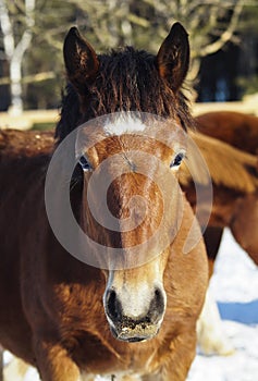 Horse with a white blaze on his head is standing on background of the winter forest