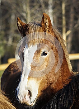 Horse with a white blaze on his head is standing on background of the winter forest