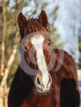 Horse with a white blaze on his head is standing on background of the winter forest