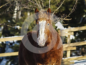 Horse with a white blaze on his head is standing on background of the winter forest