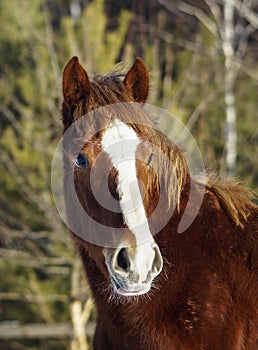 Horse with a white blaze on his head is standing on background of the winter forest