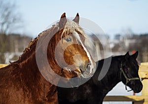 Horse with a white blaze on his head is standing on background of the winter forest