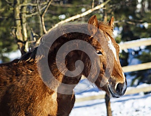 Horse with a white blaze on his head is standing on background of the winter forest