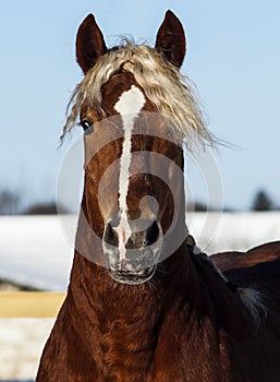 Horse with a white blaze on his head is standing on background of the winter forest