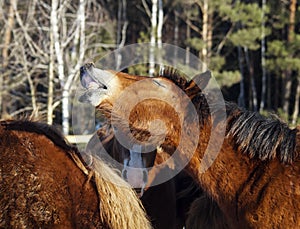 Horse with a white blaze on his head is standing on background of the winter forest