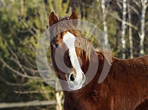 Horse with a white blaze on his head is standing on background of the winter forest