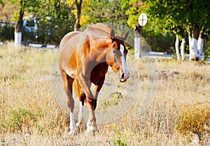 horse with a white blaze on his head walks on a dry grass on a background of trees