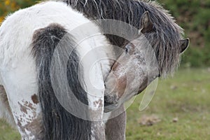 Horse, white and brown horse with dark grey mane