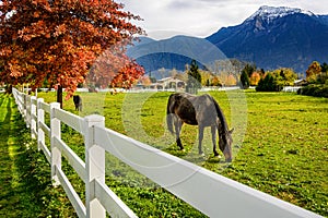 Horse, white fence on a farm in British Columbia, Canada