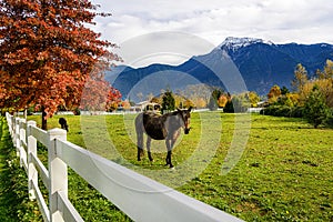 Horse, white fence on a farm in British Columbia, Canada