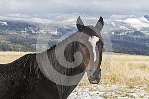 Horse with white forehead blaze, Wyoming