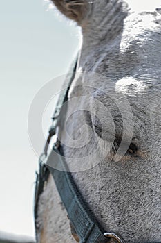 Horse, white horse, eye from horse, floor of snout from horse, background, ecology, nature and animal world