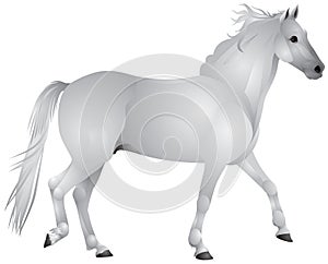 Horse, white horse walk gait