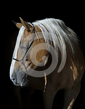 Horse with a white long mane on a black background