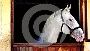 Horse white portrait farm