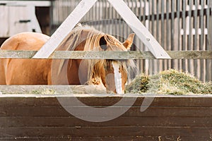 Horse with white spot on head