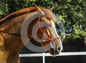 Horse with a white spot on it's head is running in the paddock next to white fence