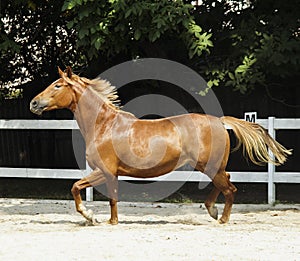 Horse with a white spot on it's head is running in the paddock next to white fence