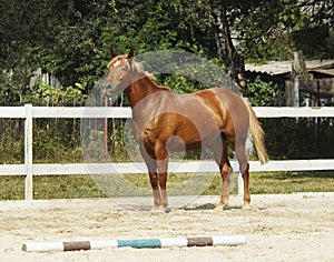 Horse with a white spot on it's head is running in the paddock next to white fence