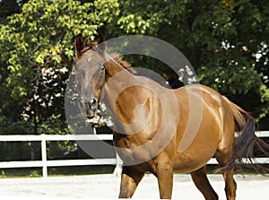 Horse with a white spot on it's head is running in the paddock next to white fence