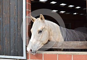 Horse white with white markings looking out of a red barn window. Germany.