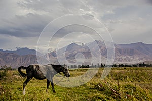 The horse in the wild area of beautiful Kirgizstan