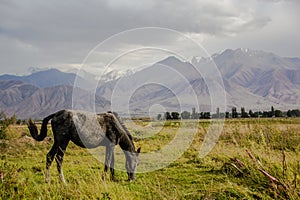 The horse in the wild area of beautiful Kirgizstan