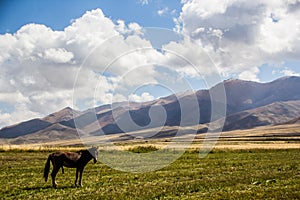 The horse in the wild area of beautiful Kirgizstan