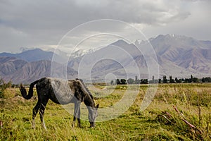 The horse in the wild area of beautiful Kirgizstan photo