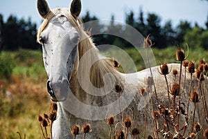 Horse wild of camargue